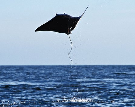 没翅膀也会飞的七种动物[组图]_中国网