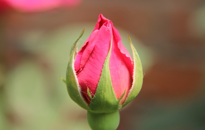 花苞之静谧