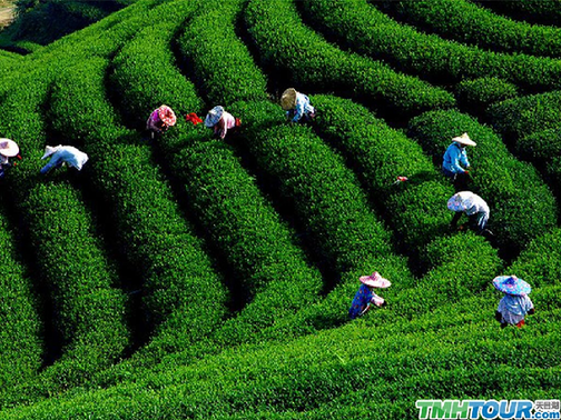 La plantation du thé