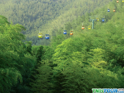 La forêt de bambou