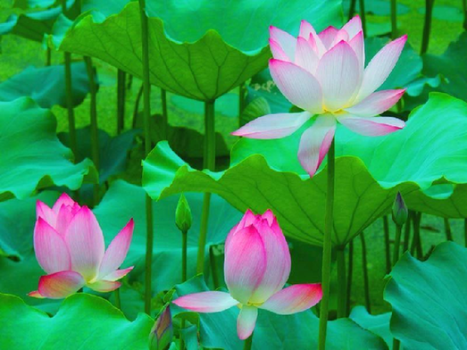  Десятка самых известных цветов Китая 