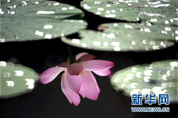 Чарующие лотосы во время дождя в ботаническом саду города Тайбэй