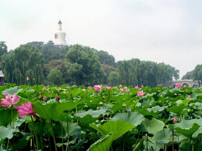 В Пекине начался сезон цветения лотоса