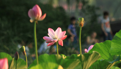 В Пекине начался сезон цветения лотоса