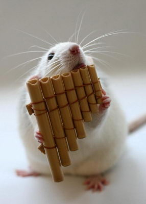 Orquesta de ratas 1