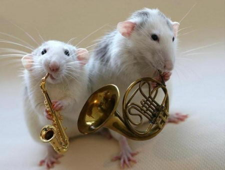 Orquesta de ratas 2