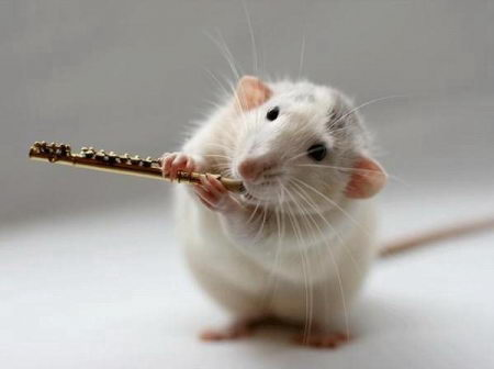Orquesta de ratas 3