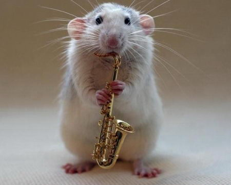 Orquesta de ratas 5