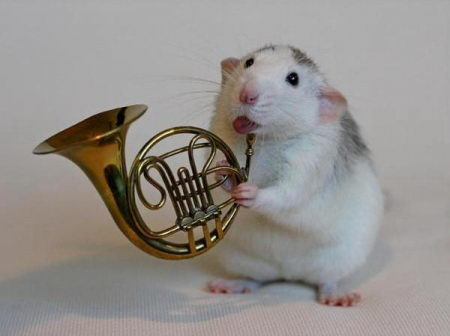 Orquesta de ratas 6