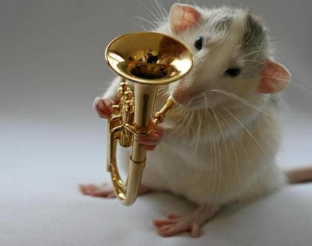 Orquesta de ratas 7
