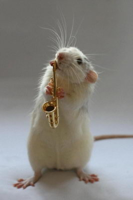 Orquesta de ratas 8