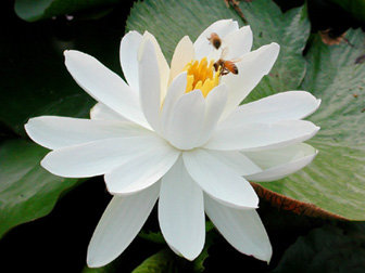 El significado simbólico de la flor de loto en la cultura  .cn_中国最权威的西班牙语新闻网站