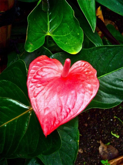 misteriosas obras naturaleza forma de 'corazón' 8