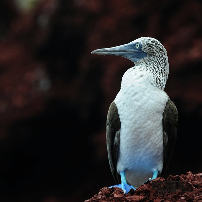 isla Darwin galápagos paraíso animales 56