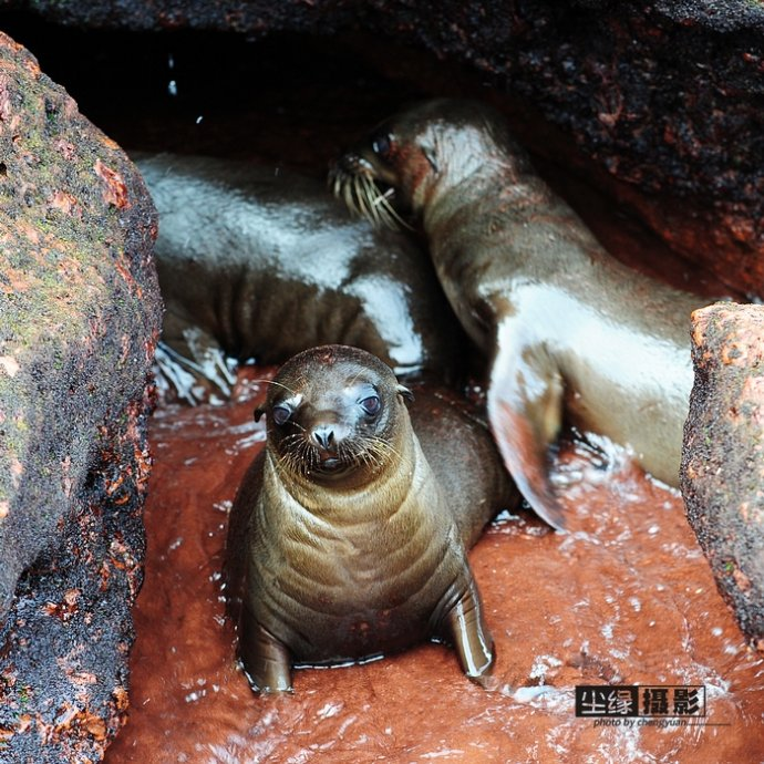 isla Darwin galápagos paraíso animales 55