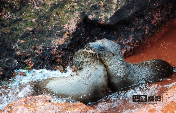 isla Darwin galápagos paraíso animales 54