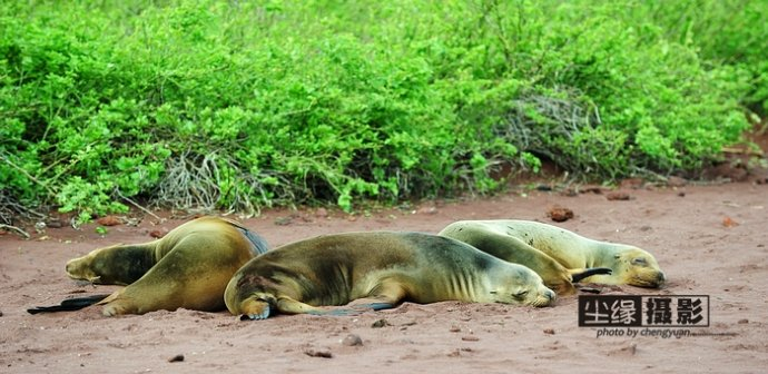 isla Darwin galápagos paraíso animales 53