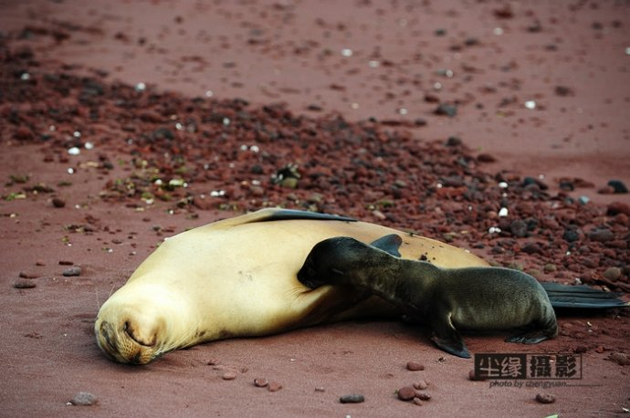 isla Darwin galápagos paraíso animales 52