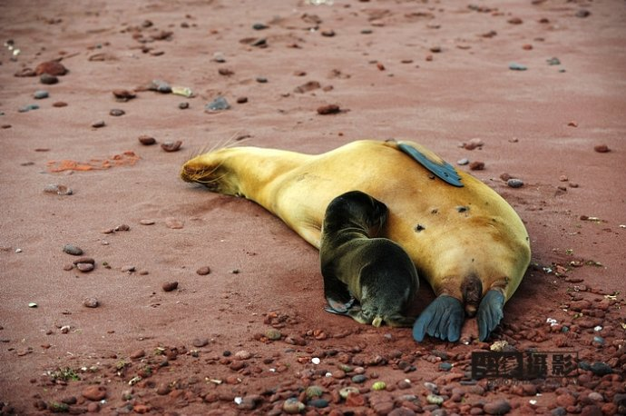 isla Darwin galápagos paraíso animales 51