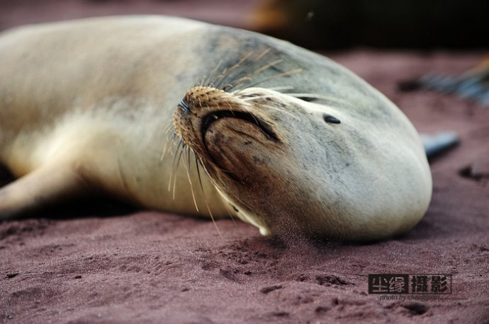 isla Darwin galápagos paraíso animales 49