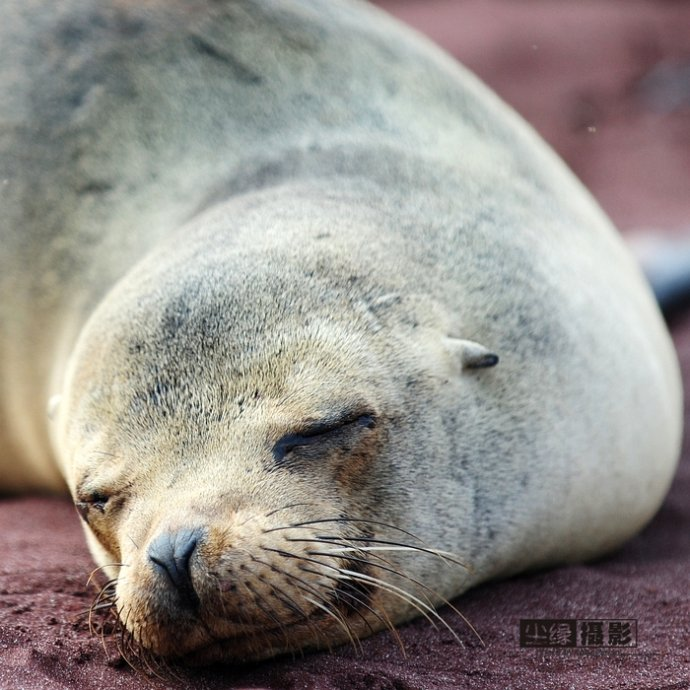 isla Darwin galápagos paraíso animales 48