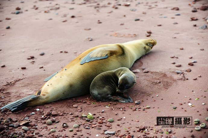 isla Darwin galápagos paraíso animales 44