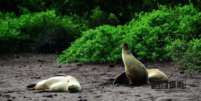 isla Darwin galápagos paraíso animales 43