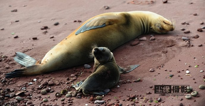 isla Darwin galápagos paraíso animales 42