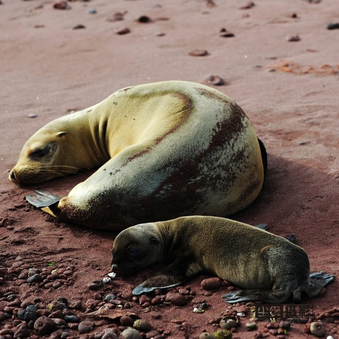  isla Darwin galápagos paraíso animales 41