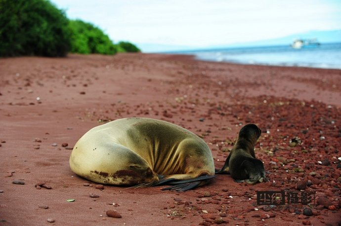 isla Darwin galápagos paraíso animales 39