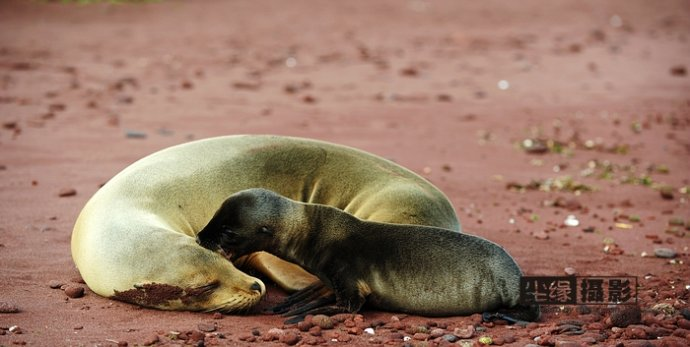 isla Darwin galápagos paraíso animales 38