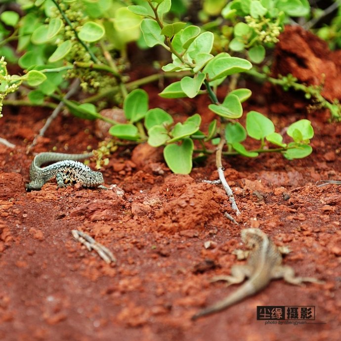 isla Darwin galápagos paraíso animales 19