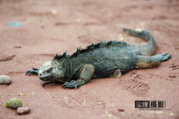  isla Darwin galápagos paraíso animales 18