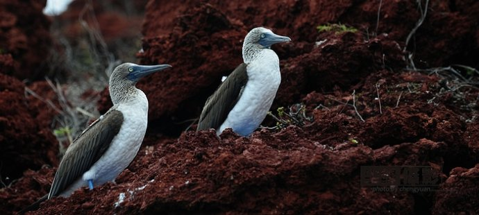 isla Darwin galápagos paraíso animales 17