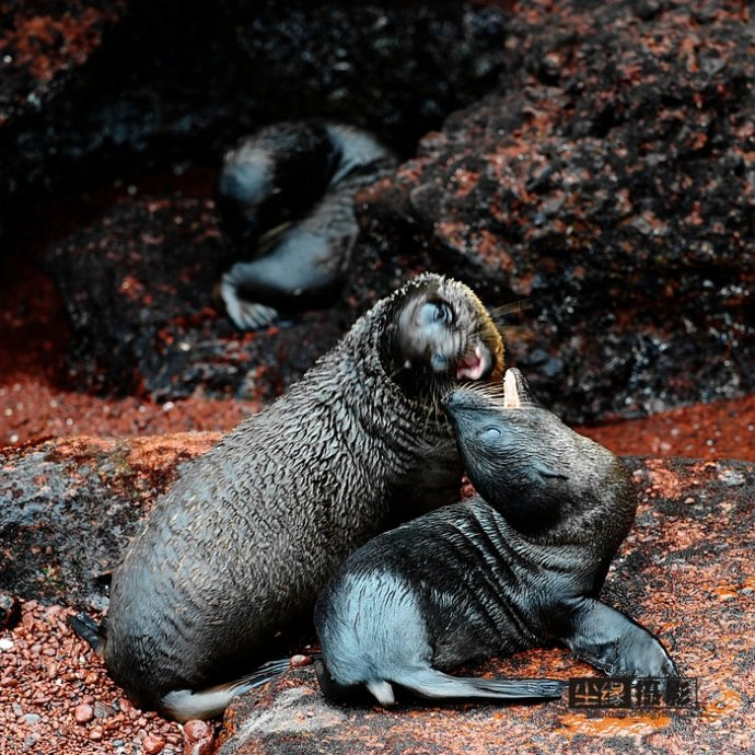 isla Darwin galápagos paraíso animales 16