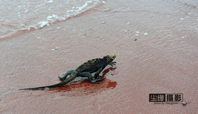 isla Darwin galápagos paraíso animales 12