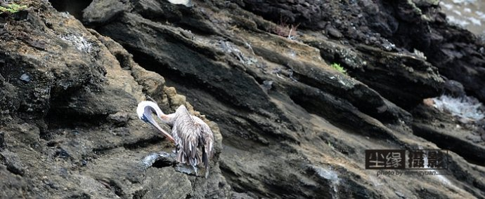 isla Darwin galápagos paraíso animales 7