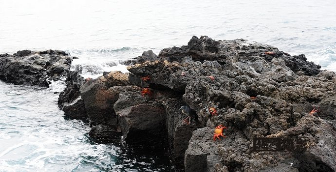 isla Darwin galápagos paraíso animales 1