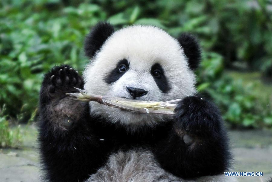 China planea construir parque interprovincial para el panda gigante 1