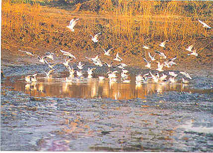Chongming Island is home to thousands of migratory birds. 