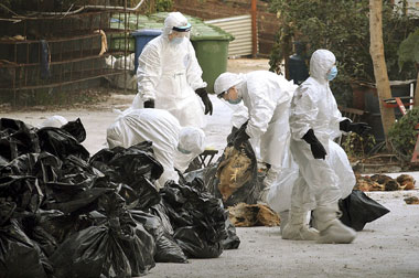 Health workers pack dead chickens at a farm in Hong Kong on December 9.