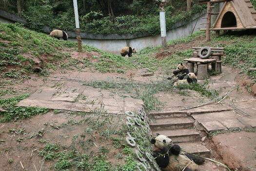 Five of six pandas that set off for Beijing today to take part in China's October National Day celebrations eat and play in a yard at the Bifengxia Panda Base in Ya'an, Sichuan Province. [China.org.cn]