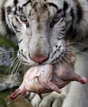 A three-year-old male white tiger named Khane eats chicken in its enclosure at the Belgrade Zoo November 22, 2009. 