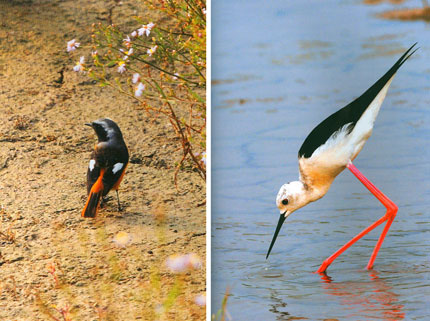 Jiuduansha Wetland provides a friendly habitat for birds, such as phoenicurus auroreus (left) and himantopus (right).
