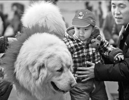 A 1.8-meter-long and 100-kg purebred Tibetan mastiff receives attention at a mastiff show in Chongqing on March 7. A real estate developer offered 8 million yuan ($1.17 million) to buy the dog, but the owner turned down the offer. 