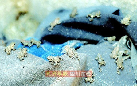 Groups of toads are seen on the street in Chengdu. [Photo/Newssc.org] 