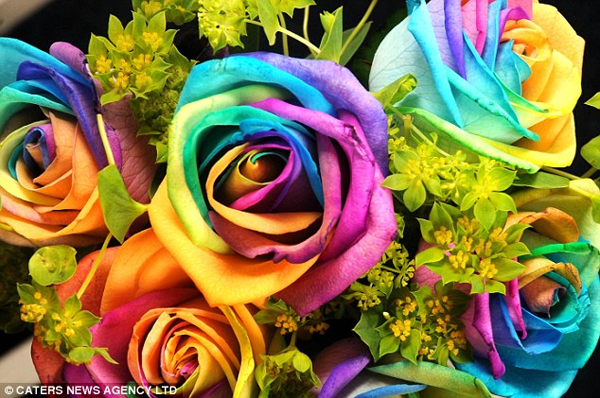 Rainbow roses. Recently, a Dutch florist cultivated a kind of multi-colored roses, also called the rainbow roses or happy roses. [gb.cri.cn]