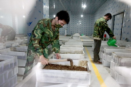 Workers process collected swill at a World EPRD kitchen-waste recycling facility in Panyu district of Guangzhou, capital of Guangdong province on June 6.