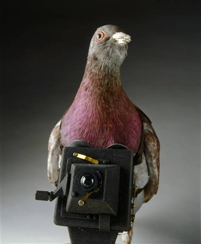 Pigeon camera [hexun.com]