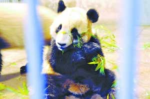 Beijing Zoo covers up panda's death for 3 weeks.[File photo/Sohu.cn]
